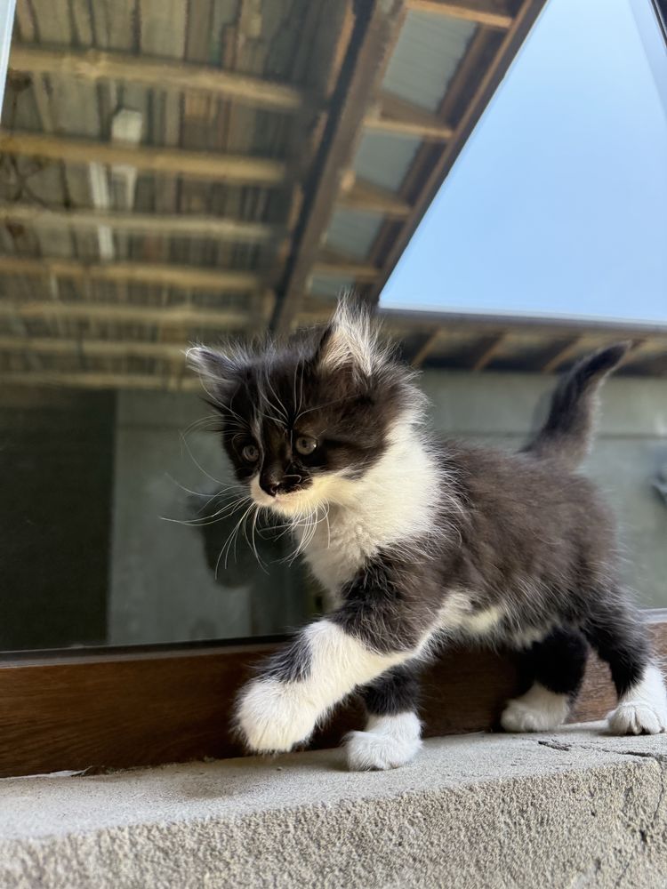 БЕСПЛАТНО! Отдаем котят