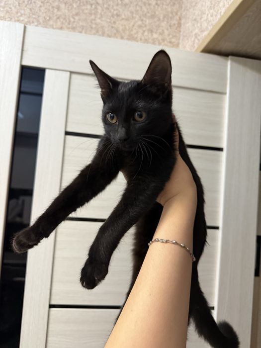 Отдам котёнка в хорошие руки