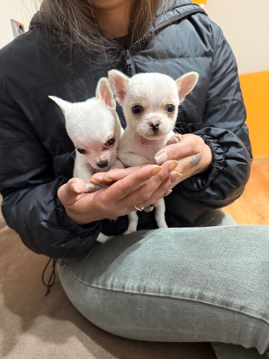 Продавам Чихуахуа