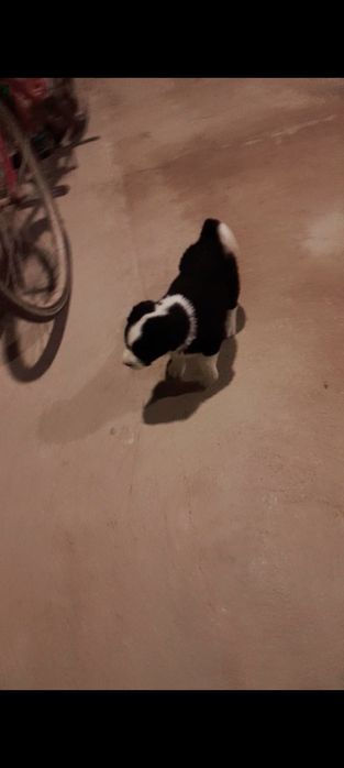 Alabay 15kunlik sotiladi