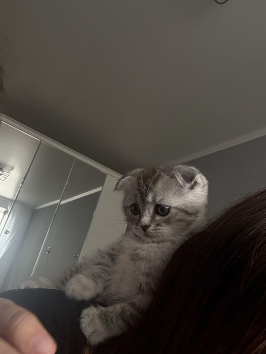 Потерялся котенок