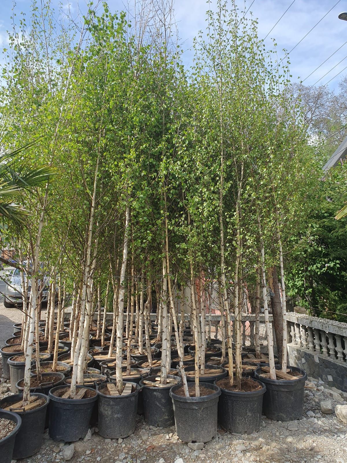Mestecan pendula la ghiveci