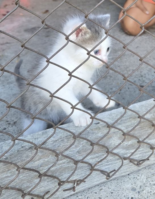 Donez pisicute 8 saptamani