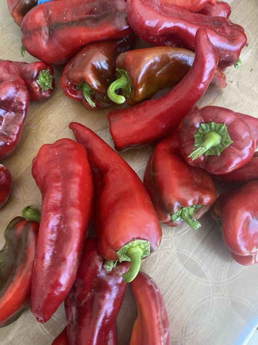 Стари сортове домат , краставица + подарък капия