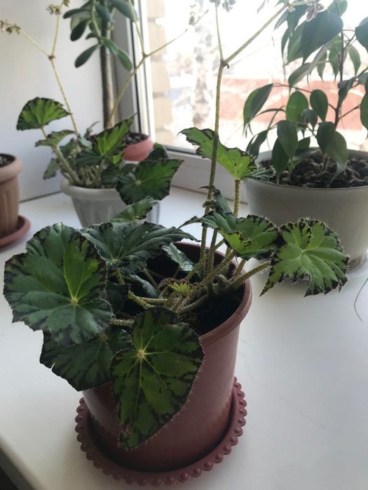 Продам Бегонию Брауэра