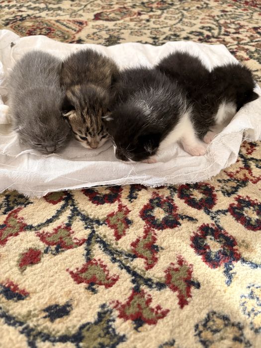 Продаются котята родились 2 недели назад