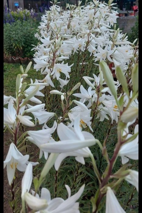 Цветя за балкона и градината. Цена от 0.50-15лв/бр