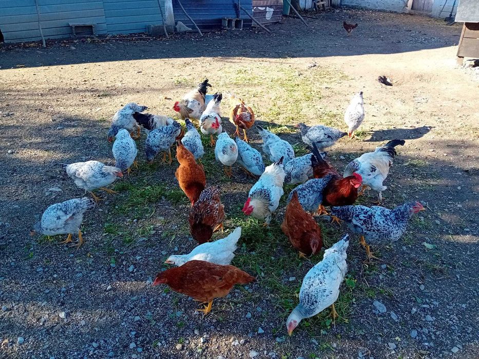 Vand gaini crescut3 bio