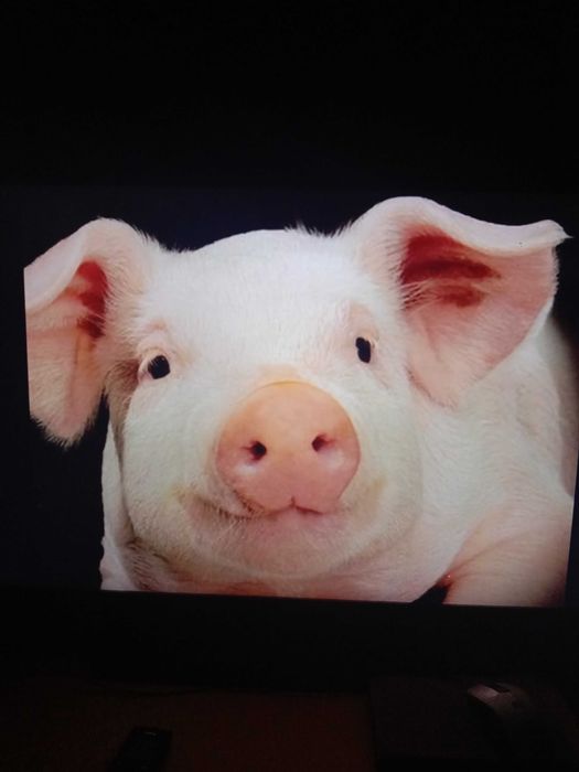 Продам мясо свинины