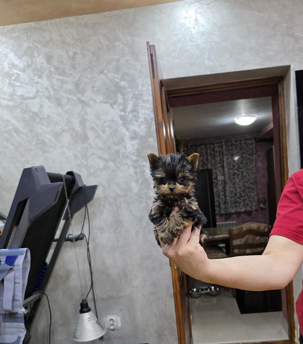 Yorkshire terrier mascul mini toy