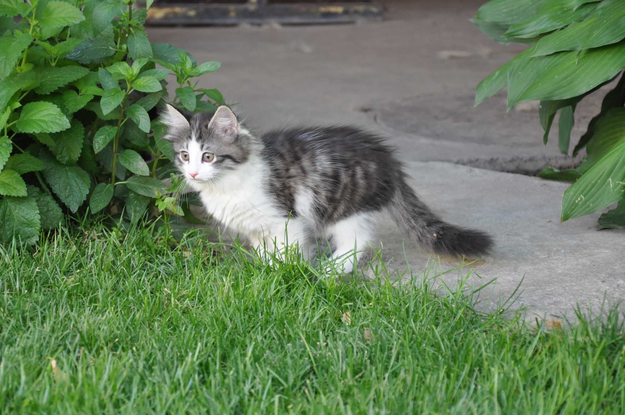 Породистые котята НЕДОРОГО