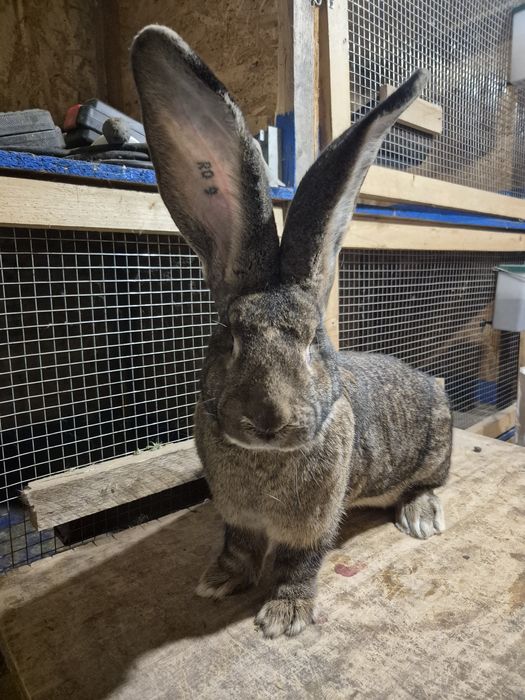 Iepuri Uriași German gri