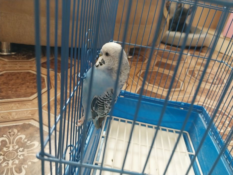 Волнистый попугай