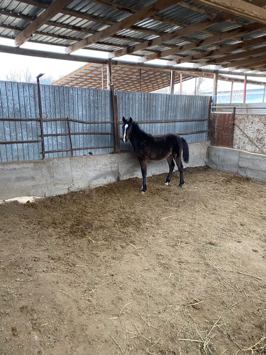 Жабагы тай сатылады