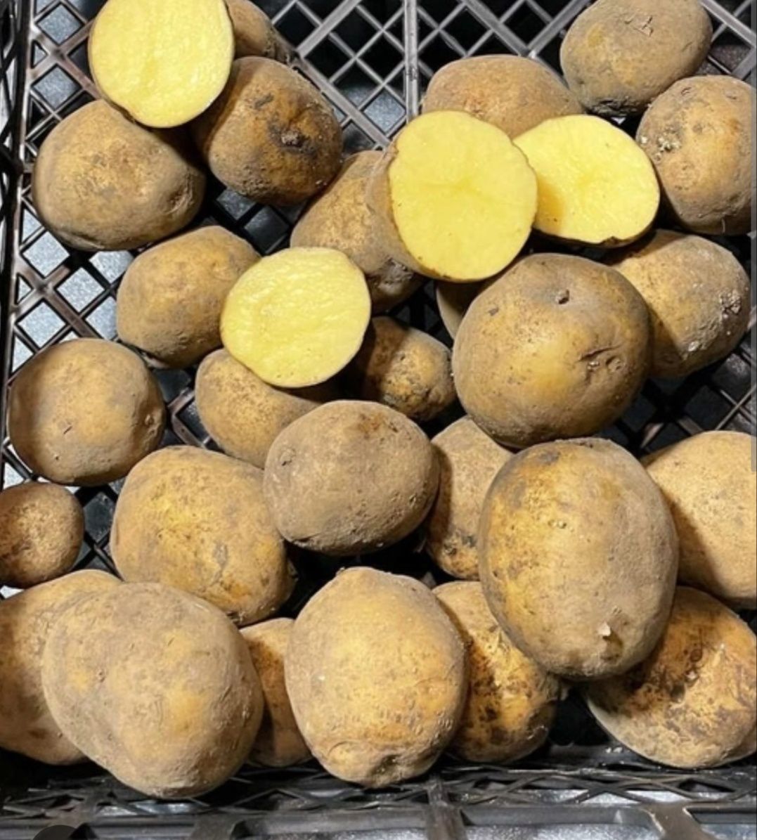Семена картофеля гала цена 50т
