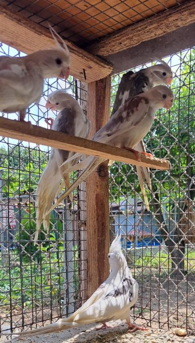 Папагали "Корели"