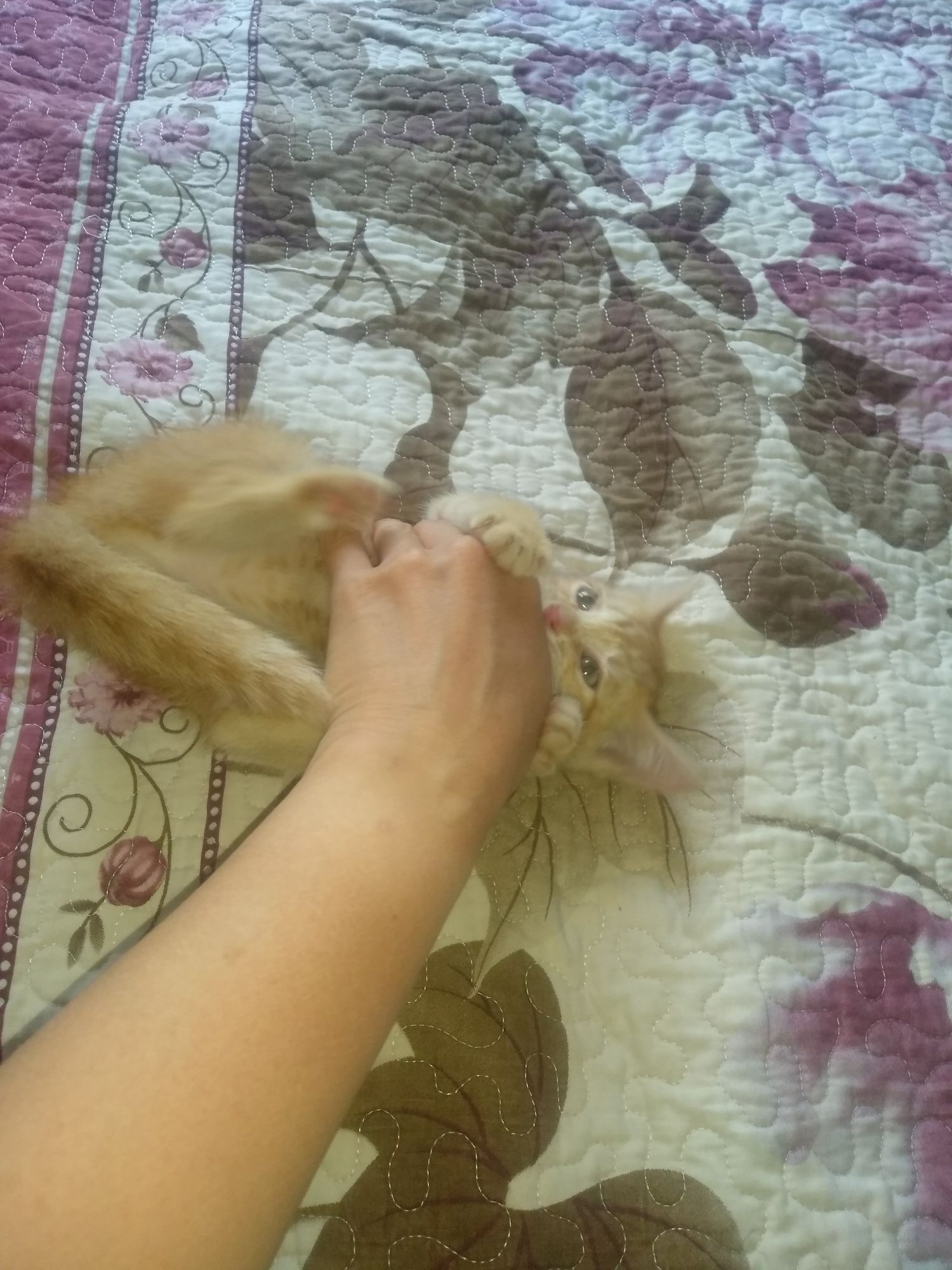Отдам котёночка в добрые заботливые руки