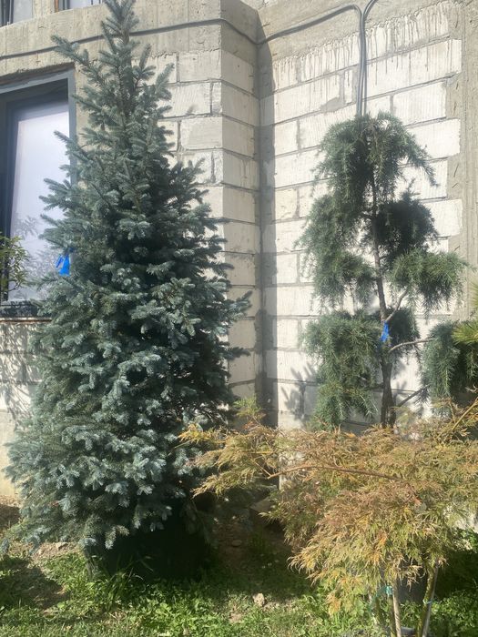 Brazi,și plante ornamentale etc
