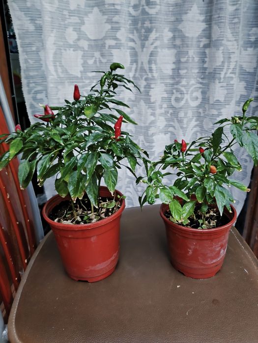 Два горшка с цветами Денежное дерево и другие цветы