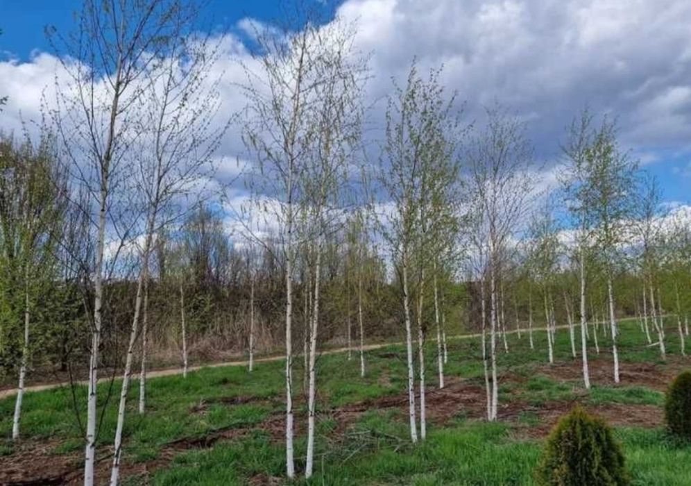 Catalpa platan tei mesteacăn