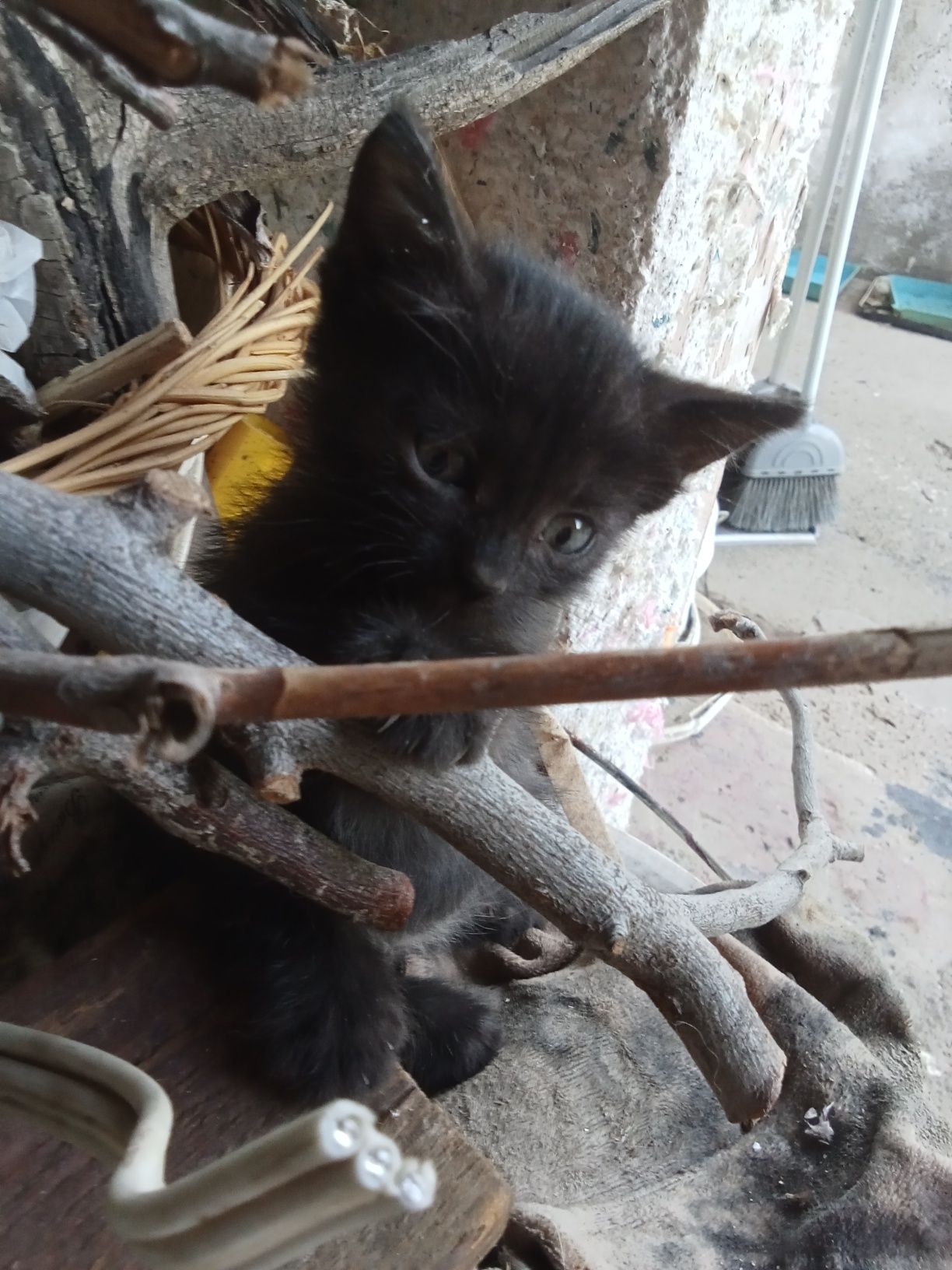 Продаются Котята, которые ловят даже тень пролетающей мухи