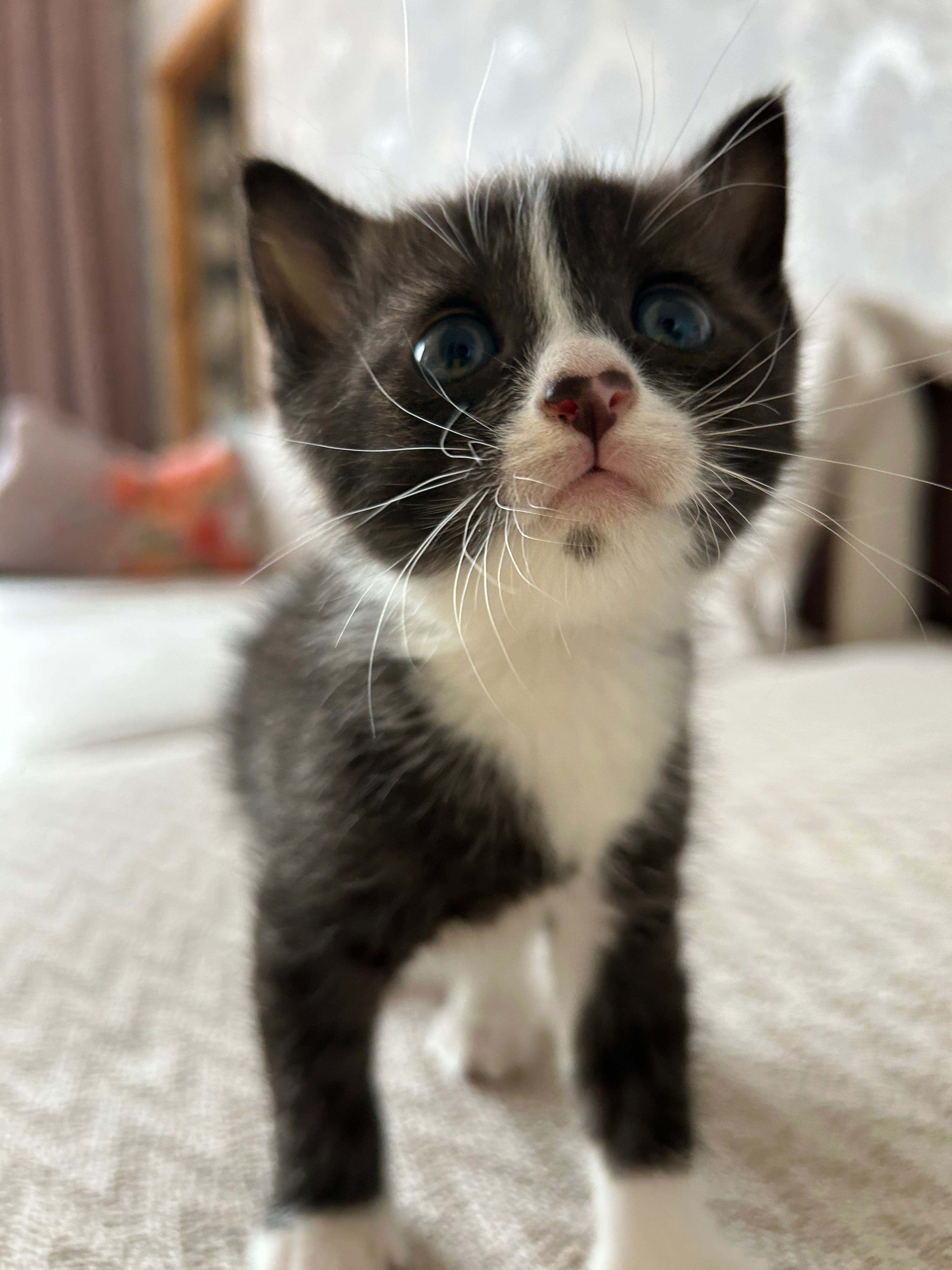 Котёнок по имени Шампурка