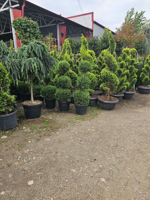 Plante ornamentale pentru o gradina de vis oferim transport