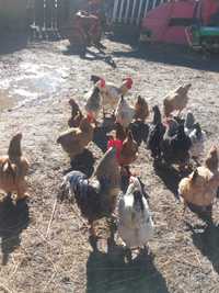 Vând ouă de țară (găini curte)