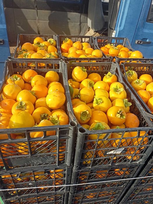 Райска ябълка - много едра за консумация !!!