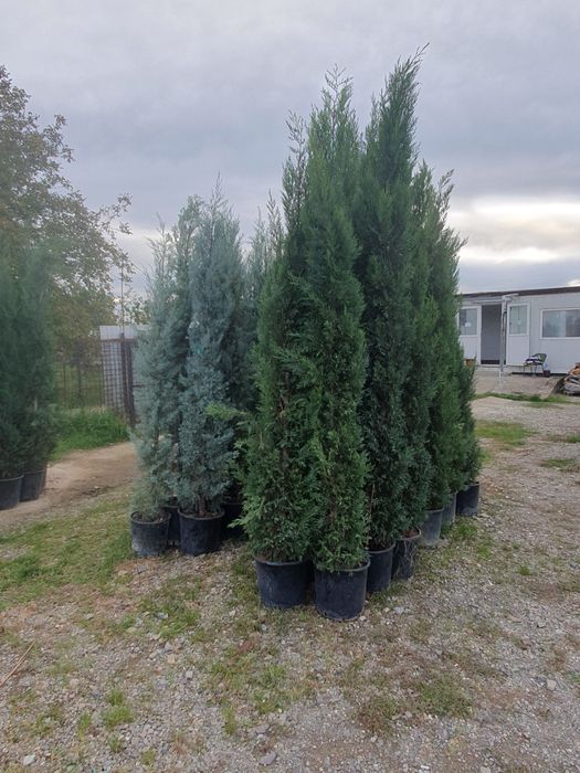 Leylandii 2.5m - 3m la ghiveci, calitate premium, gard viu