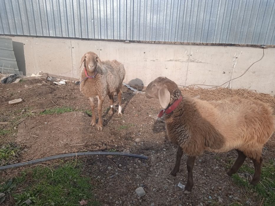 Арашаны 7 месяцев. матки