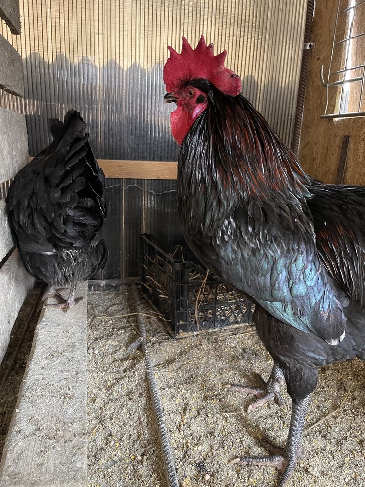 Pasari  australorp