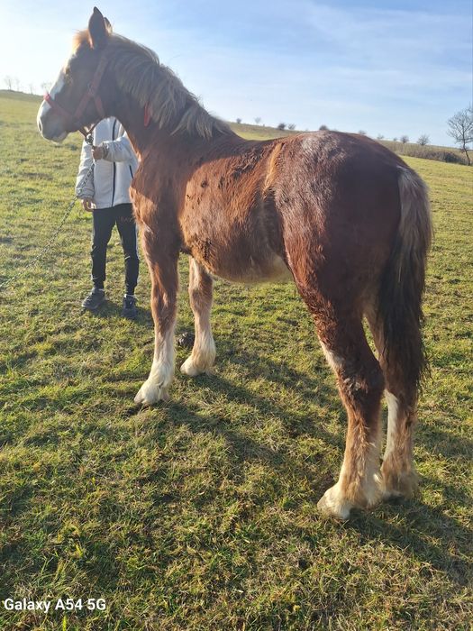 de vnzare doa mânze