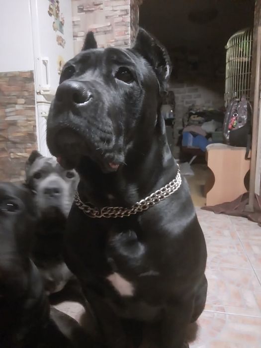 Продатся щенки «Кане Корсо» (Девочка)