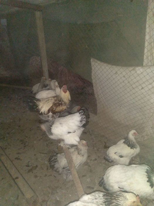 Xuroz tuvuq sotiladi keshamiz narxi