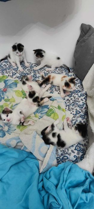 Котета търсят дом
