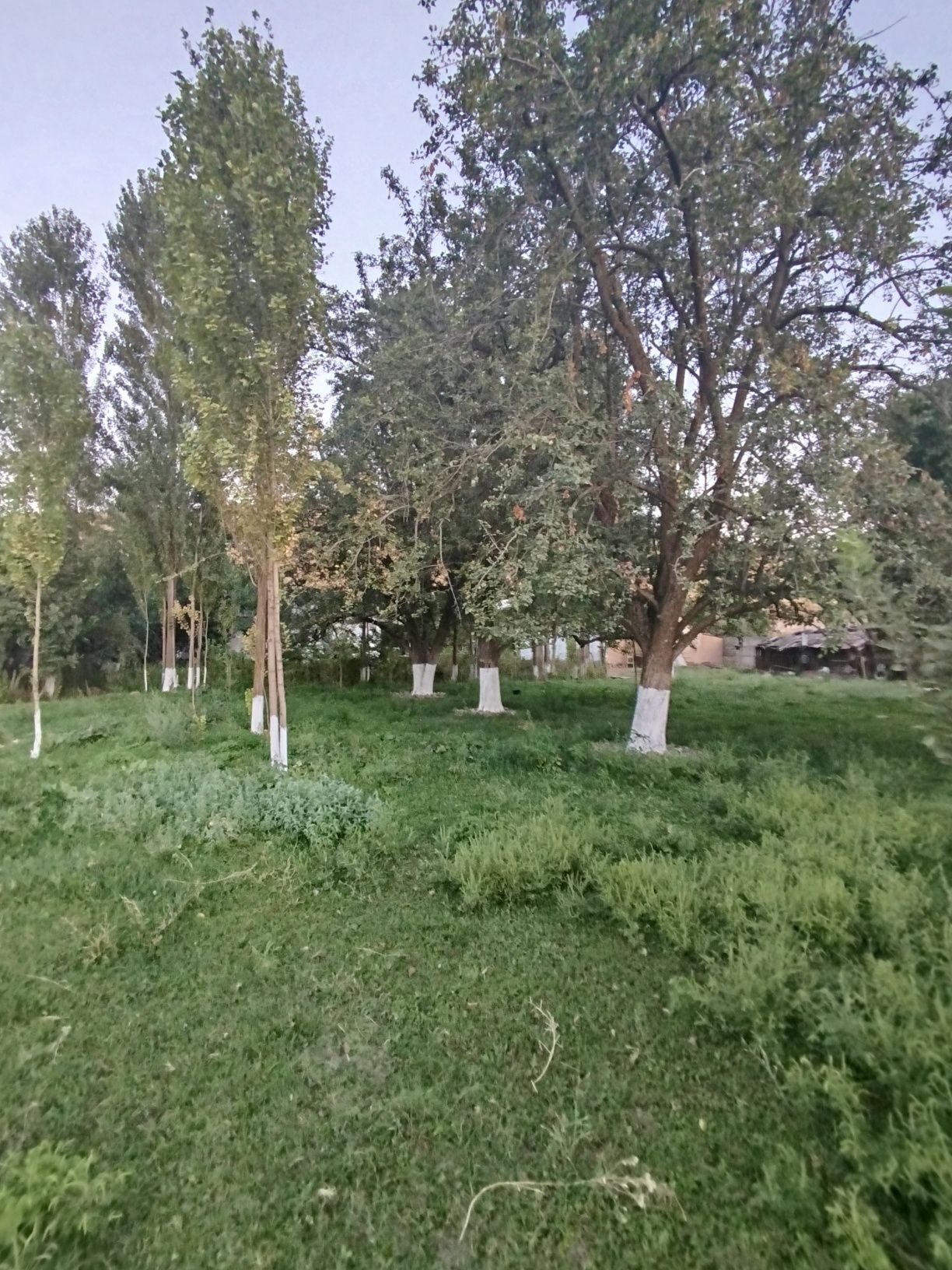 Uy sotiladi Dacha qilish uchun yaqwi joi.