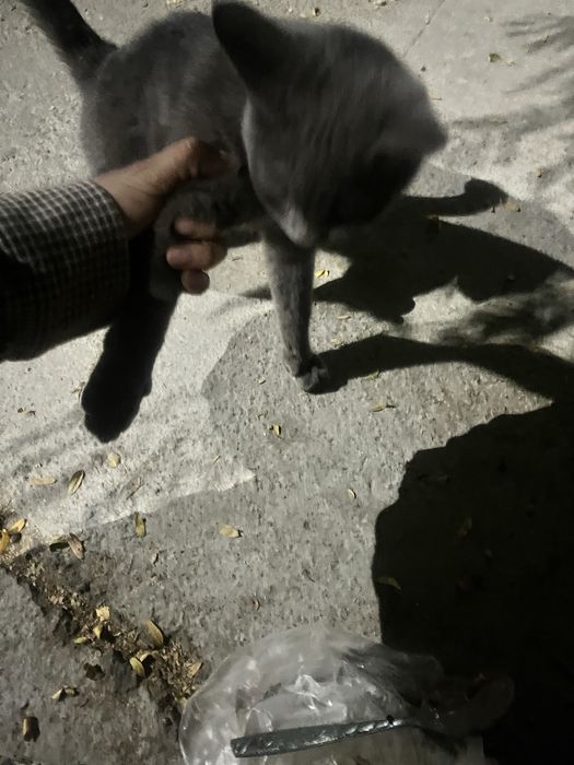 O’gil bola skotish mushuk hadyaga beriladi