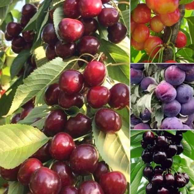 Butasi vita de vie  pomi fructiferi columnari 50+25 gratis