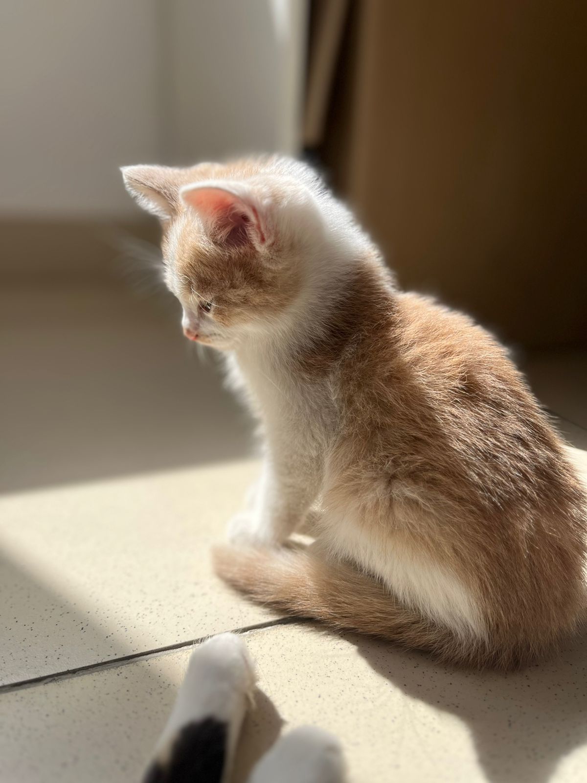 Отдам котёнка в добрые руки