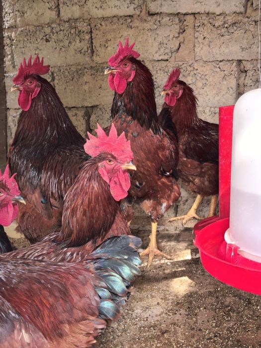 Rhod-Aylend Red (Rhode Island Red) zotiga mansub Xorozlar