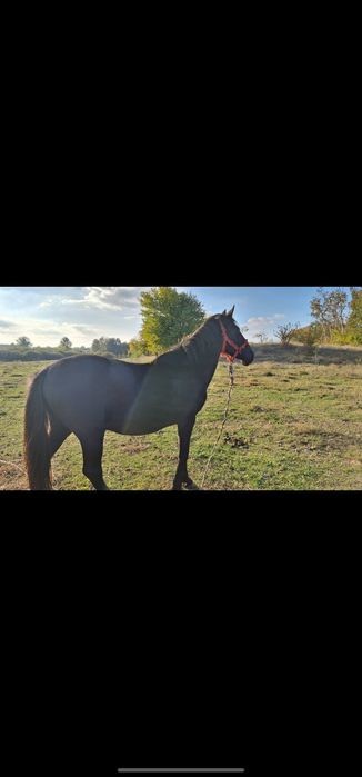 Vând cal judetul mehedinti