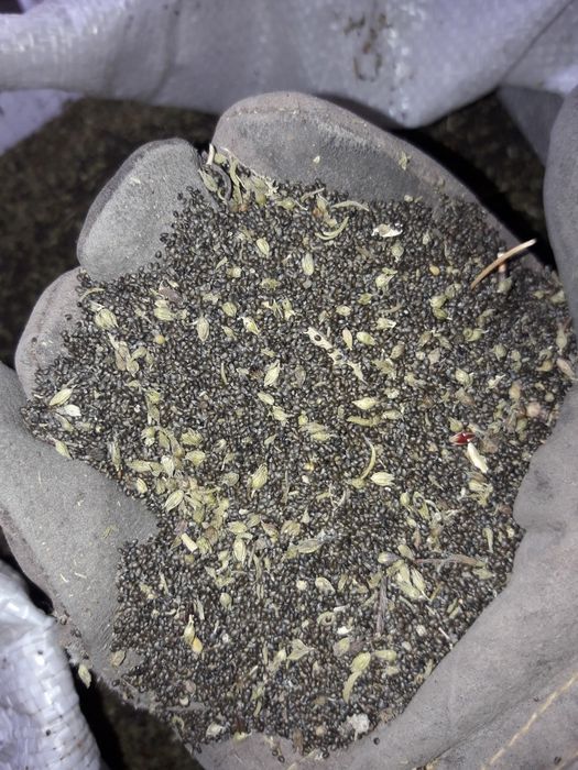 Семена/разсад на градинска чубрица за посед, на едро и на дребно