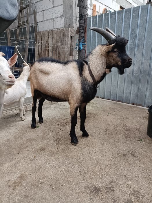 Țapi pentru monta sau sacrificat