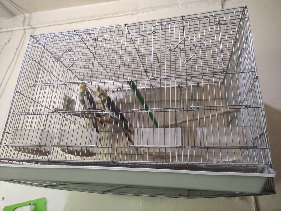 Очень Срочно продаются Кареллы