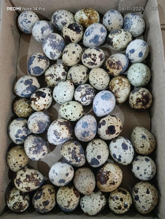 Bedana tuxumi, Namangan