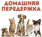 Передержка собак в квартире. От 3500 тг. Pet services Выгул собак