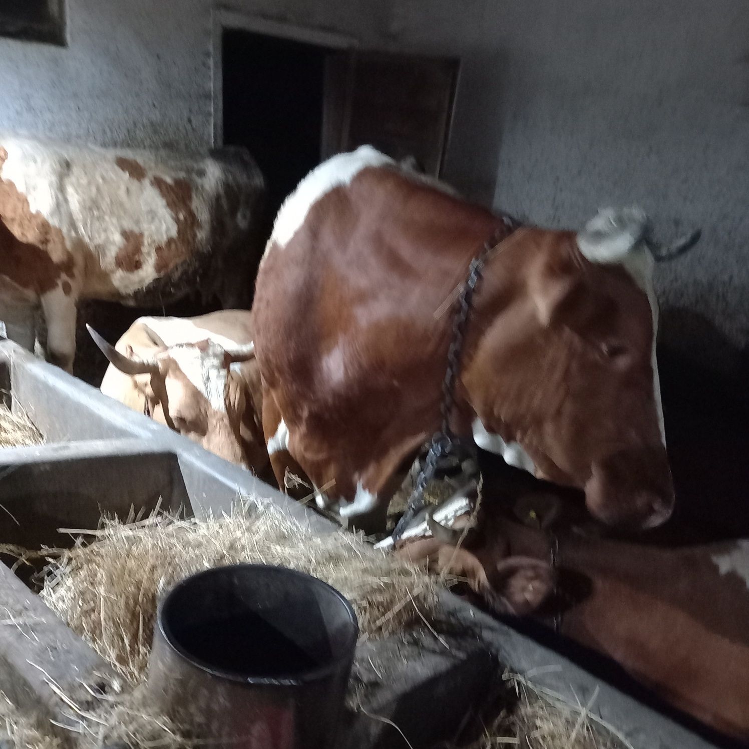 Vaci baltata românească de vanzare
