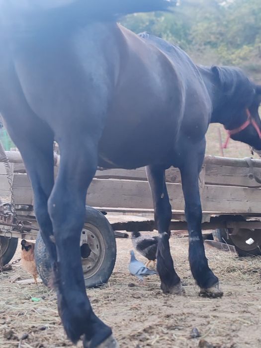 Cal cuminte bun la căruță  bland nu mușcă tânăr culoare negru 10 ani
