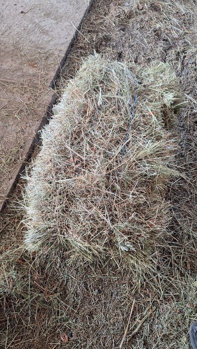 Vand baloti de fan cu transport